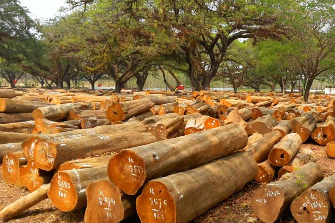 teak wood