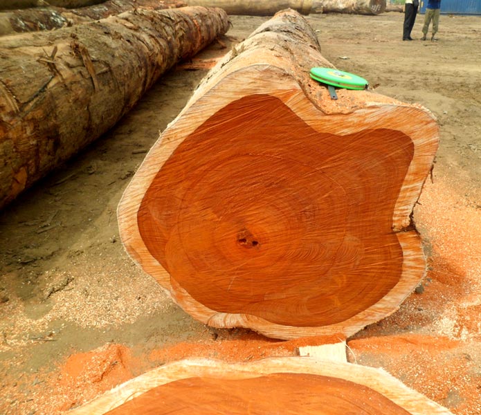 The Top Wood Choices Among Interior Designers